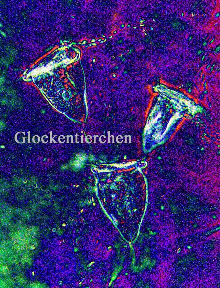 Glockentiere unter dem Mikroskop