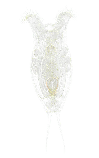 KI-generierte Illustration eines Rädertierchens