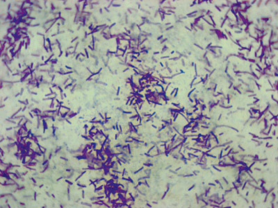 Bacillus licheniformis