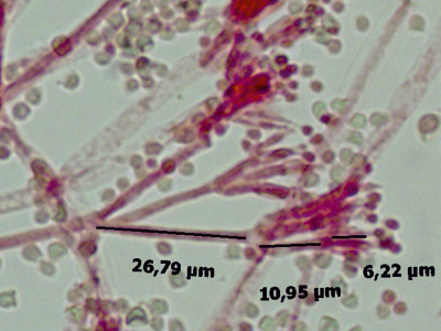 Penicillium roquefortii