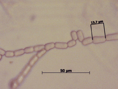 Geotrichum candidum