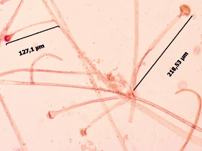 Absidia corymbifera