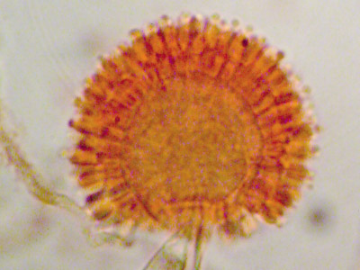 Aspergillus niger
