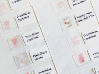 Pilzauswahl 3